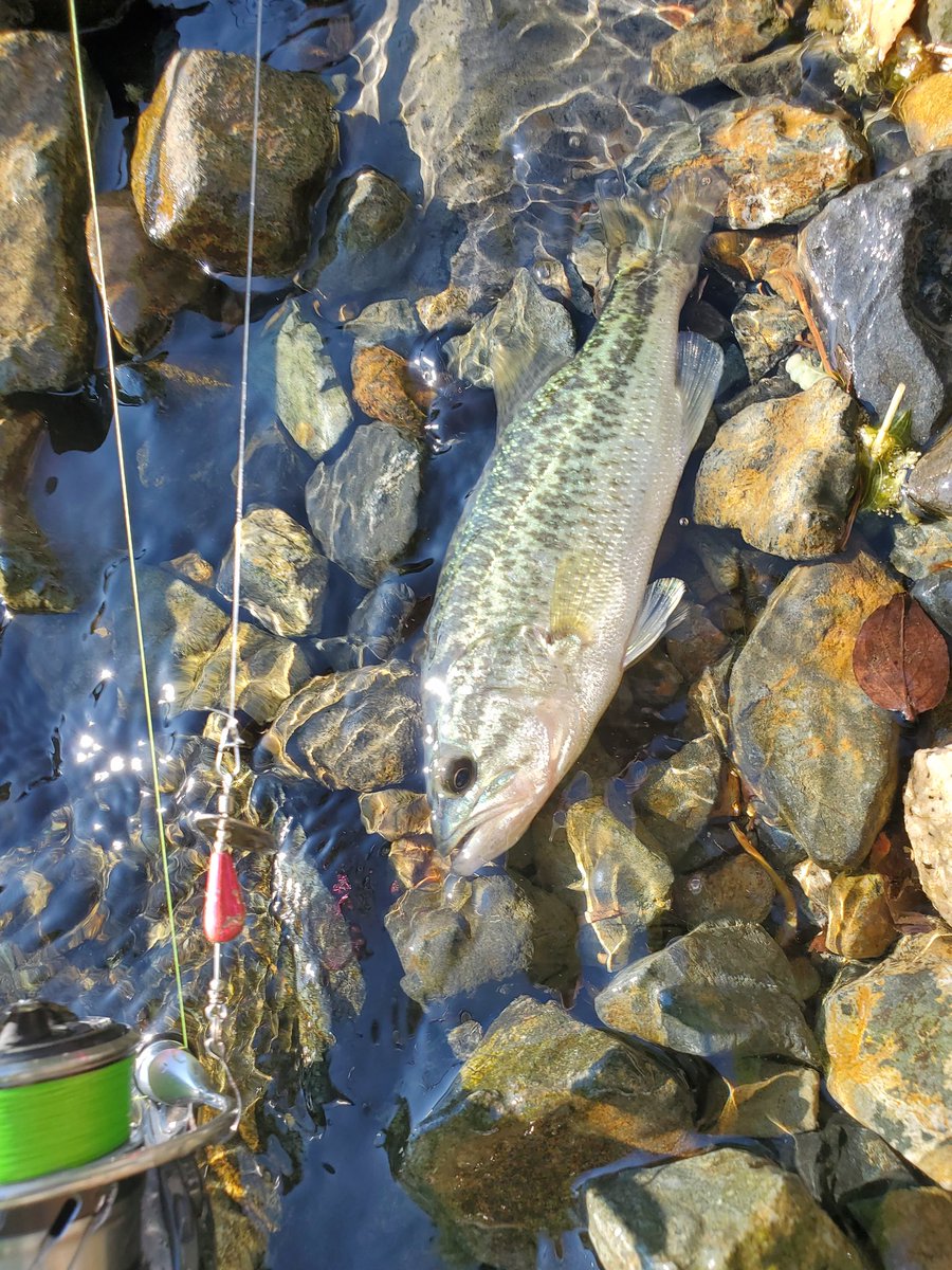 yy0307yy's tweet photo. 湖強化月間
然��湖、洞爺湖、琵琶湖で釣り
洞爺湖は完全ボウズ笑 https://t.co/wGmIjjgKc1