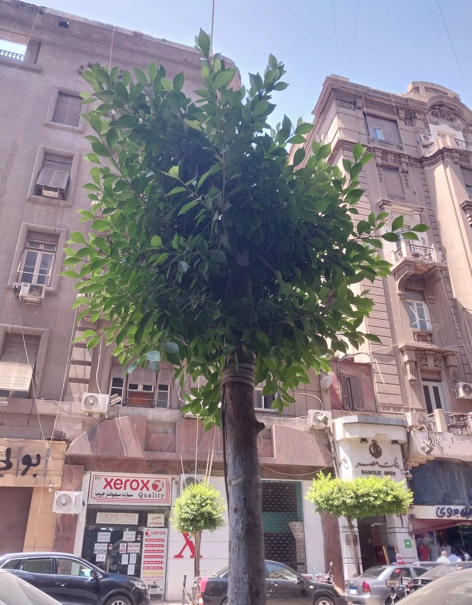 Taher3239's tweet photo. شجرة - وسط البلد https://t.co/HvZtFvsP37