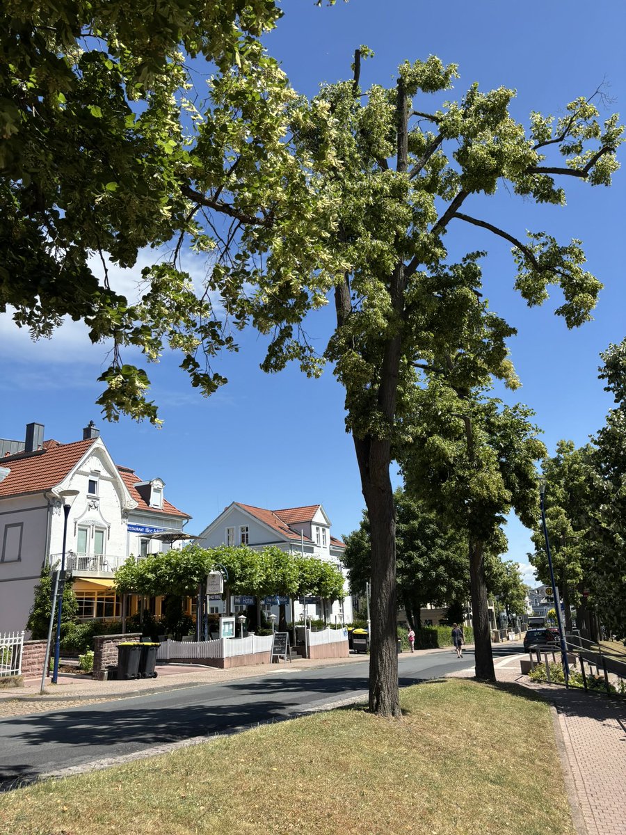 «Wohlerholt zurück aus Bad Wildungen bin ich ab Dienstag, 1. Juli 2025 bereit, meine beruflichen, politischen &amp; öffentlich-privaten Halbjahr-2-Ziele bis 31. Dezember 2025 zu posten.

Vorerst einen wunderschönen Sonntag &amp; sehr bald einen guten Juli Start.

Herzlichst,
Ronald