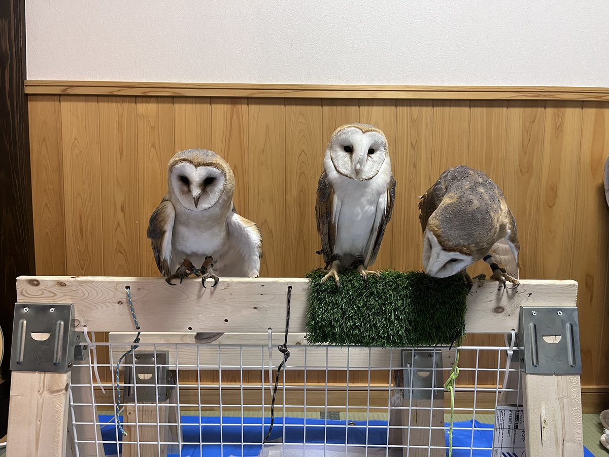 RX8_hangyodon's tweet photo. ボンネット無くなって、フクロウさんの待機場所になった。 https://t.co/OAX68noBXX