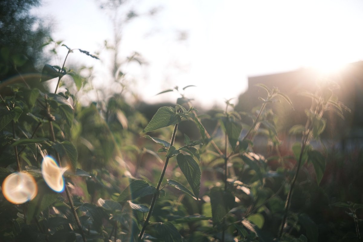 Tsukamonta1's tweet photo. 僕のX−halfはこう。
#xhalf
#fujifilm
#gfx50r
#biotar https://t.co/Y7vVZincUJ