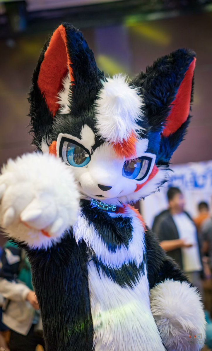 mutiantiantian's tweet photo. 来啦！
#furry #Fursuit #FursuitEveryday #万物通行 https://t.co/UizyCfaEZS