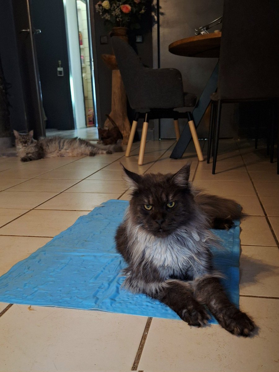 Ik lig lekker op de koelmat! Hoe is het bij jullie?