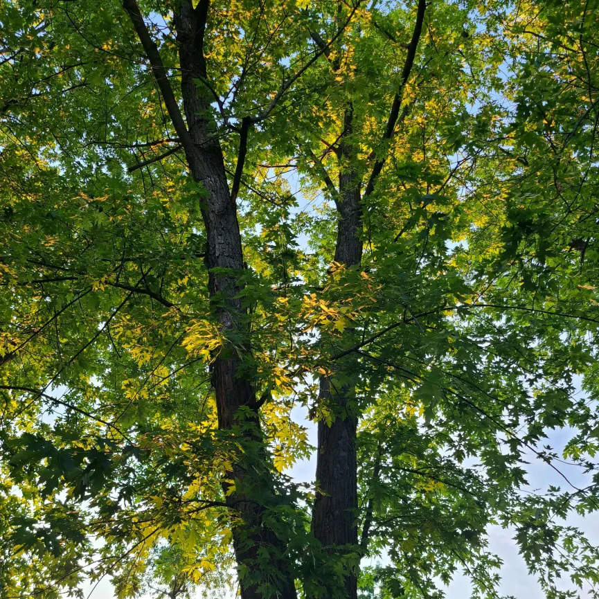 SueOestmann's tweet image. It's Sunday, #LookUp. Our AC decided to make noise last night and had to shut off. Remember to find some shade and #Hydrate. It's going to be hot again. #StepOutside #TakeTheShot #GetAfterIt