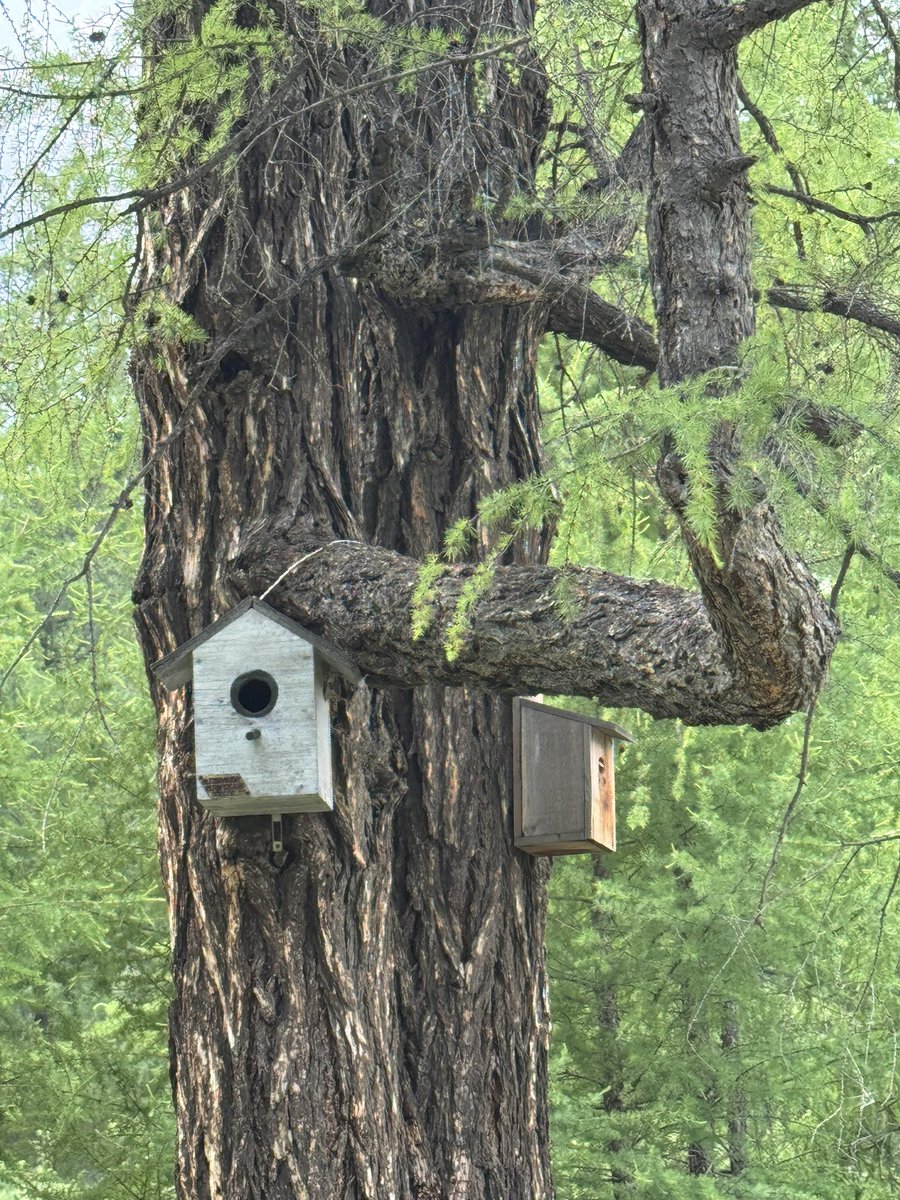Эхнэрээ агаарт авч гарч, Богд уул үзүүллээ шд. Энэ олон жилд анх удаа. Мань хүн нэлээн шамирсан ч чадсаан чадсан 😅 
Өлбөрч үхэх гэж байгаа хүн л бууж ирлээ.