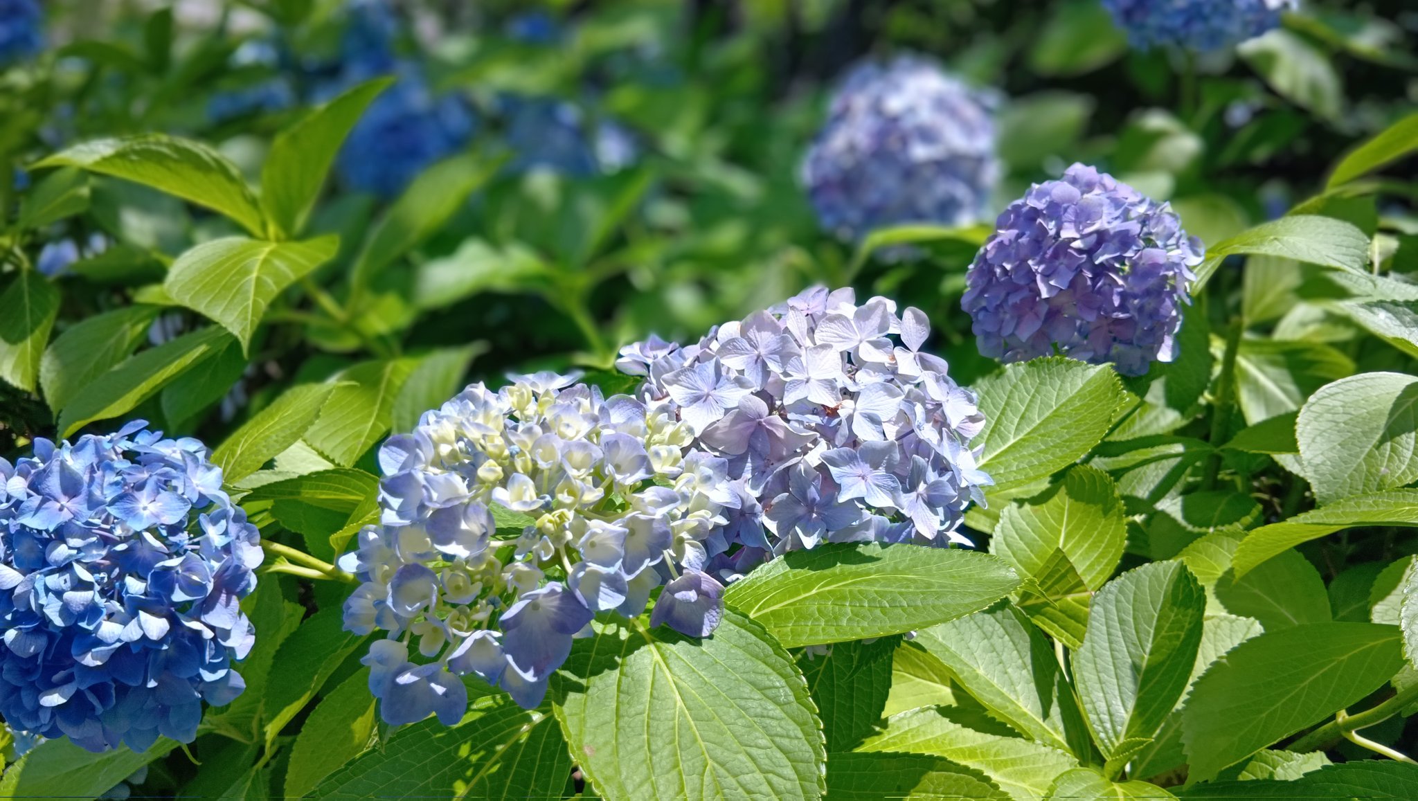 のこのこ。紫陽花リクエスト７点 2025年開花終了】陽光桜 ( ようこうざくら ) の盆栽 くらま鉢 桜