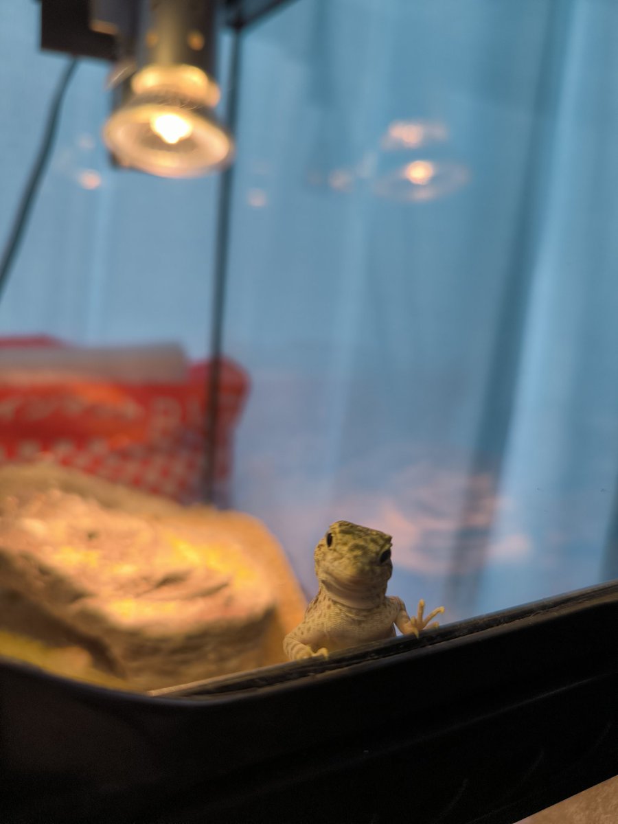 ひらあつ tweet media