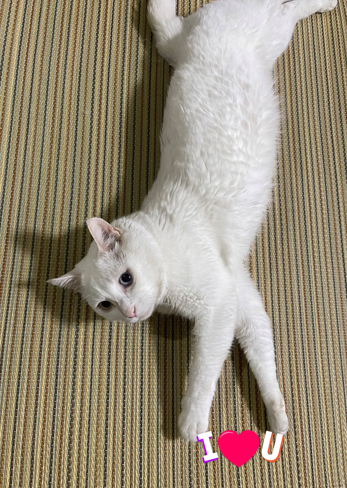 鳥猫 on X: 