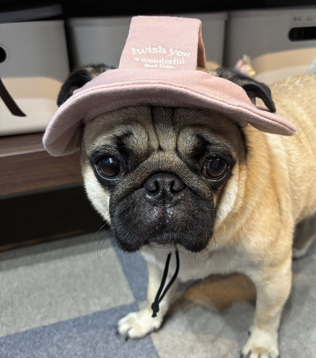サイズ合わなかった😂

#pug #パグ
