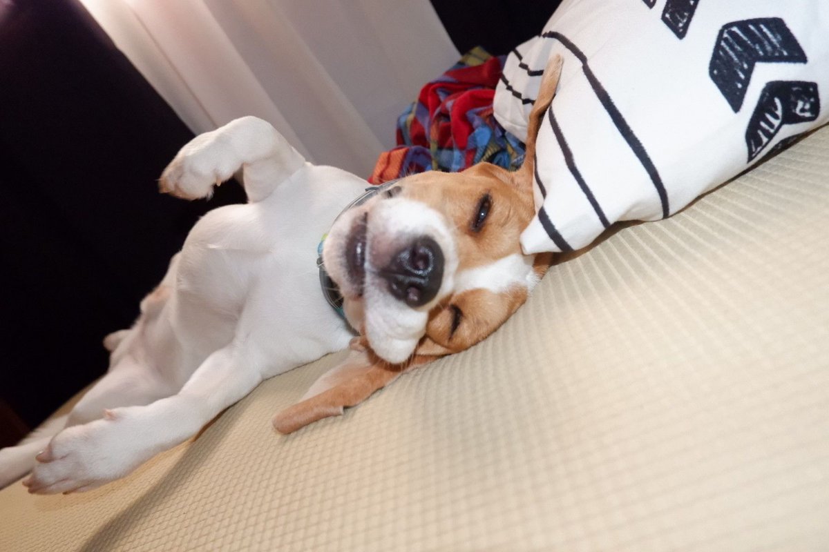 Preliminary measurements seem to indicate the #beagle experiences a sweeter sleep after completing an act of mischief. #beaglefacts

📷 <a href="/woodypogi14/">Woody Pogi</a> / Twitter