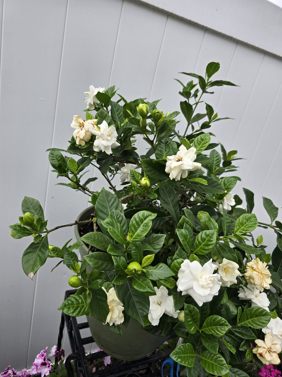 Need deadhead Gardenia blossoms to allow other buds to bloom.