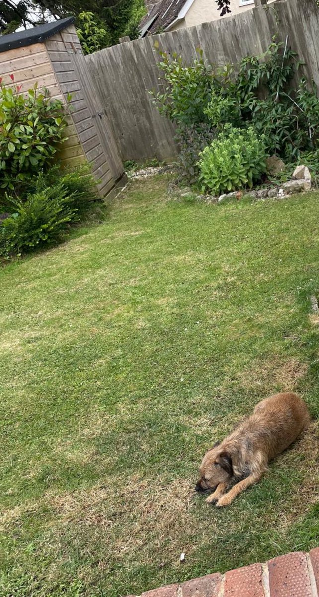 Had an early walk this morning, before it heats up, and now enjoying a rest on the cool grass. 
Happy Sunday everyfur and everybody, keep cool and have a pawsome day 🥰
#BTPosse 🐾❤️