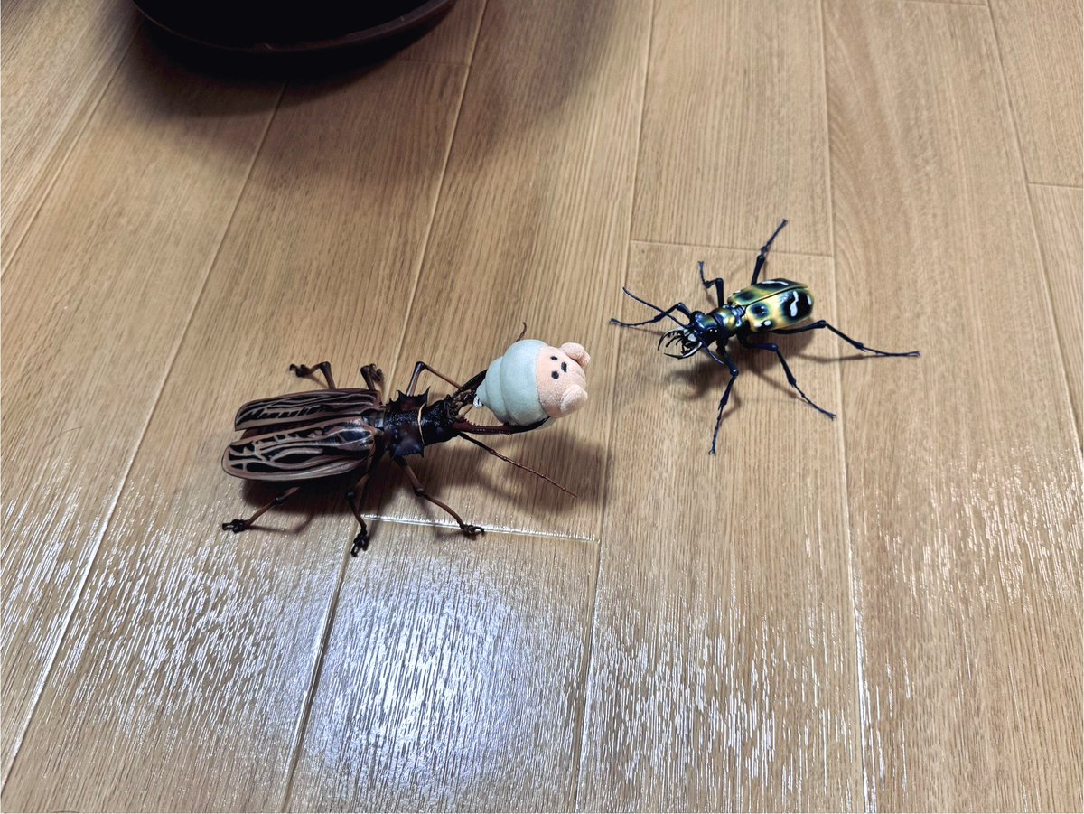 「強そうすぎる虫に弄ばれてだいぶ不機嫌なヤドカリちゃん。 もちろんおもちゃです。」|あめみや🐊のイラスト
