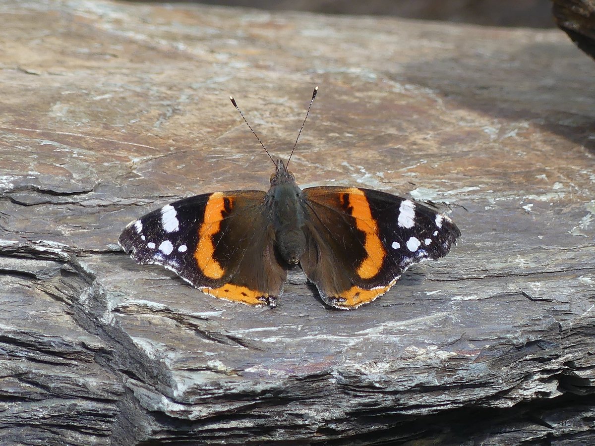 JoshsWildlife's tweet photo. Day 29 #30DaysWild 

#NationalInsectWeek 

I have recently built a pond and I am creating a new wildlife area. It was great watching this red admiral basking on the rocks around the pond this morning. 

#Butterfly @ScotWildlife #Nature https://t.co/EJUPka36qR