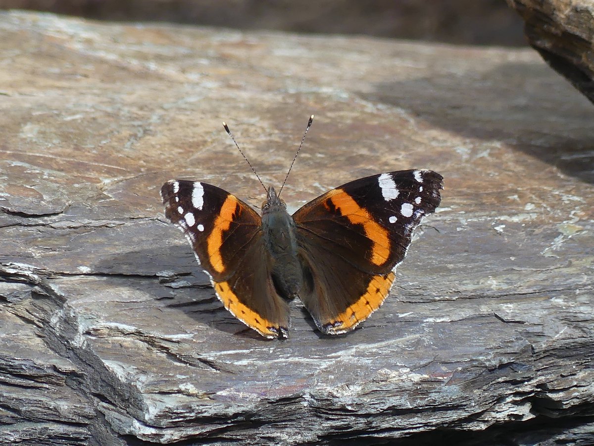 JoshsWildlife's tweet photo. Day 29 #30DaysWild 

#NationalInsectWeek 

I have recently built a pond and I am creating a new wildlife area. It was great watching this red admiral basking on the rocks around the pond this morning. 

#Butterfly @ScotWildlife #Nature https://t.co/EJUPka36qR
