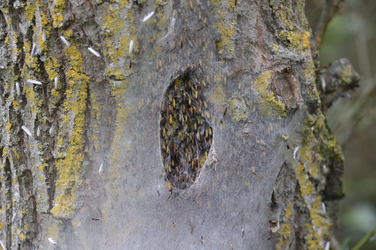 Mark Tyrrell (@marktyrrell66) on Twitter photo Thousands of Willow Ermine Moths recently hatched, covering the trees <a href="/StanwickLakes/">Stanwick Lakes</a>. Covered in ichneumon wasps too. Never seen anything like it. Thousands of Willow Ermine Moths recently hatched, covering the trees <a href="/StanwickLakes/">Stanwick Lakes</a>. Covered in ichneumon wasps too. Never seen anything like it.