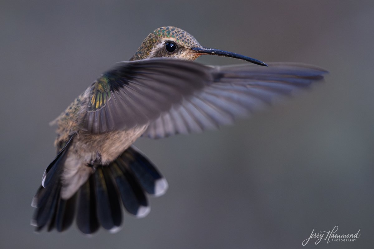 Meet the female Broad-billed Hummingbird.  There are a lot of them here in Madera Canyon, AZ.  I love the wings.