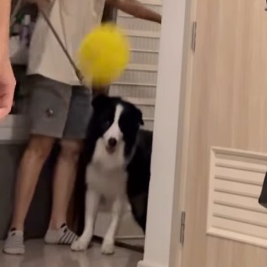 BibbidiMoonieBo's tweet photo. ล่าสุดตีมังตีในบ้านแล้วววว แล้วดูหน้าเม่อออ 55555 ป๊าทำใย 

 #sammerbcollie
₍ᐢ._.ᐢ₎ ༘ #𝘸𝘢𝘳𝘸𝘢𝘯𝘢𝘳𝘢𝘵 𝘞.𝘞𝘢𝘯𝘢𝘳𝘢𝘵 #𝘺𝘪𝘯𝘸𝘢𝘳 https://t.co/KPQJOgjDYA