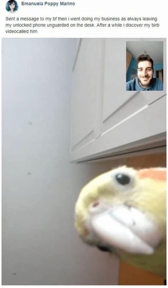 Pato Meira 🦜🇧🇷 (@crossrufus1) on Twitter photo 
