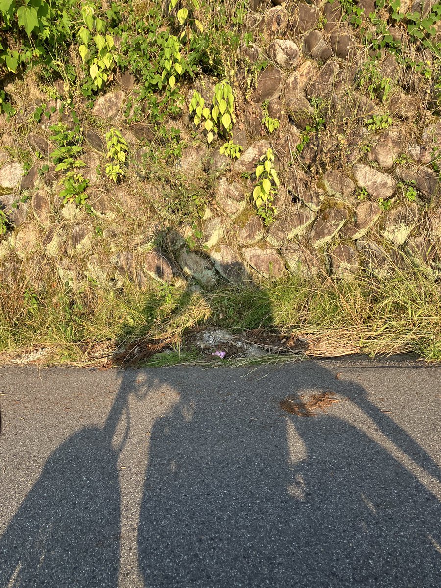 yuma01071656's tweet image. 初めてのソロツーリング！！
無事、内出血と青タンで済みました！
バイクばゴリゴリに削られました

 #250km