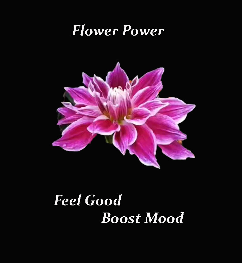 #twittercommunity, hope you all are doing well. I feel good to let you know that I have been reflecting over,  whether flowers can bring some positive changes in human life &amp; elevate human existence. I share my findings:-
writeronwings.blogspot.com/p/feel-good-bo… 
#writerslift 
 #MentalHealth