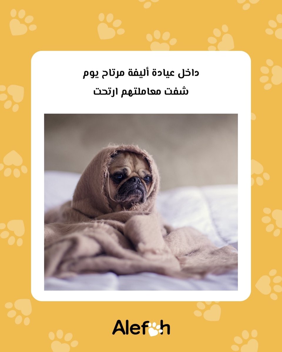 alefah_sa's tweet photo. أدخل على #عيادات_أليفة البيطرية دايم شجاع وقلبي مطمن 
#الرياض #الخبر #أليفة https://t.co/gm93pMeAdE