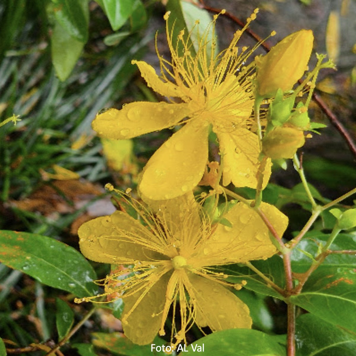 “Domingo de Paz”
Ainda trago comigo uma mensagem da China: o cuidado com os jardins, o respeito ao tempo das flores, a harmonia que nasce da dedicação silenciosa. Tudo isso revela um caminho: a evolução para o bem-estar. Que este domingo floresça em paz, com todos que gostamos, e