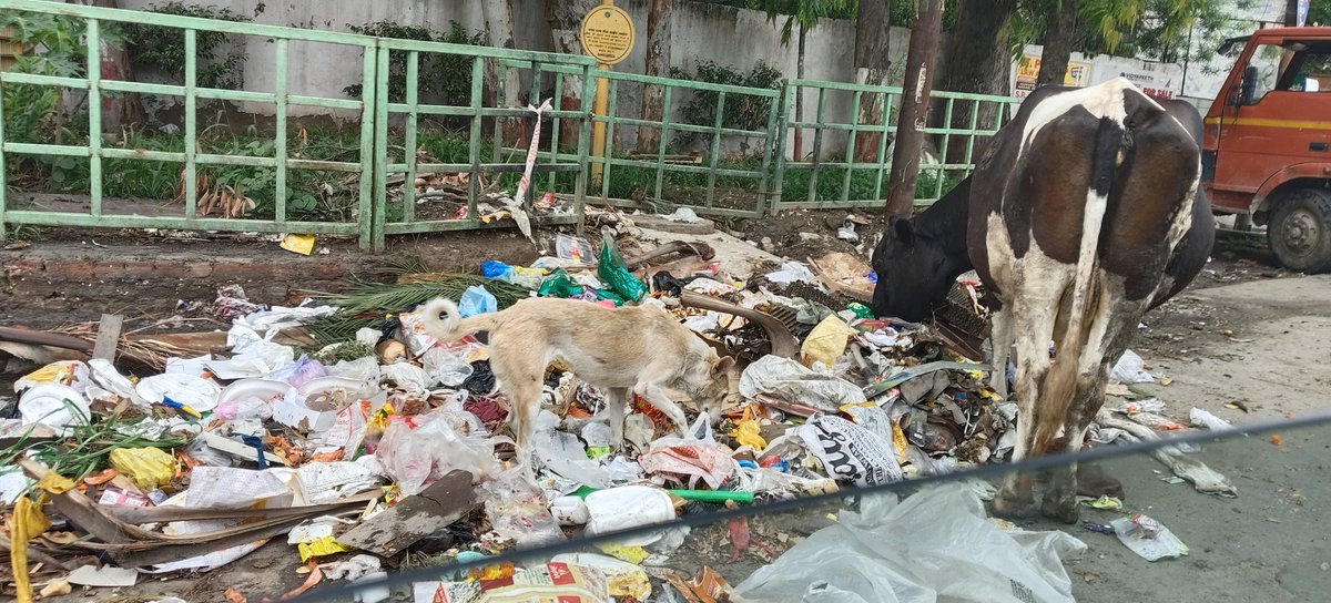#गाय #कूड़ा #swatchbharaturban #स्वच्छभारत <a href="/CMOfficeUP/">CM Office, GoUP</a> #Ghaziabad