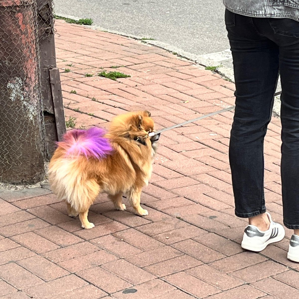 Saw Lolita from my shelter going about her neighbourhood business today. Felt like a celebrity sighting. 

Read about how we spend our nights in Kyiv.
wsj.com/world/gaming-t…