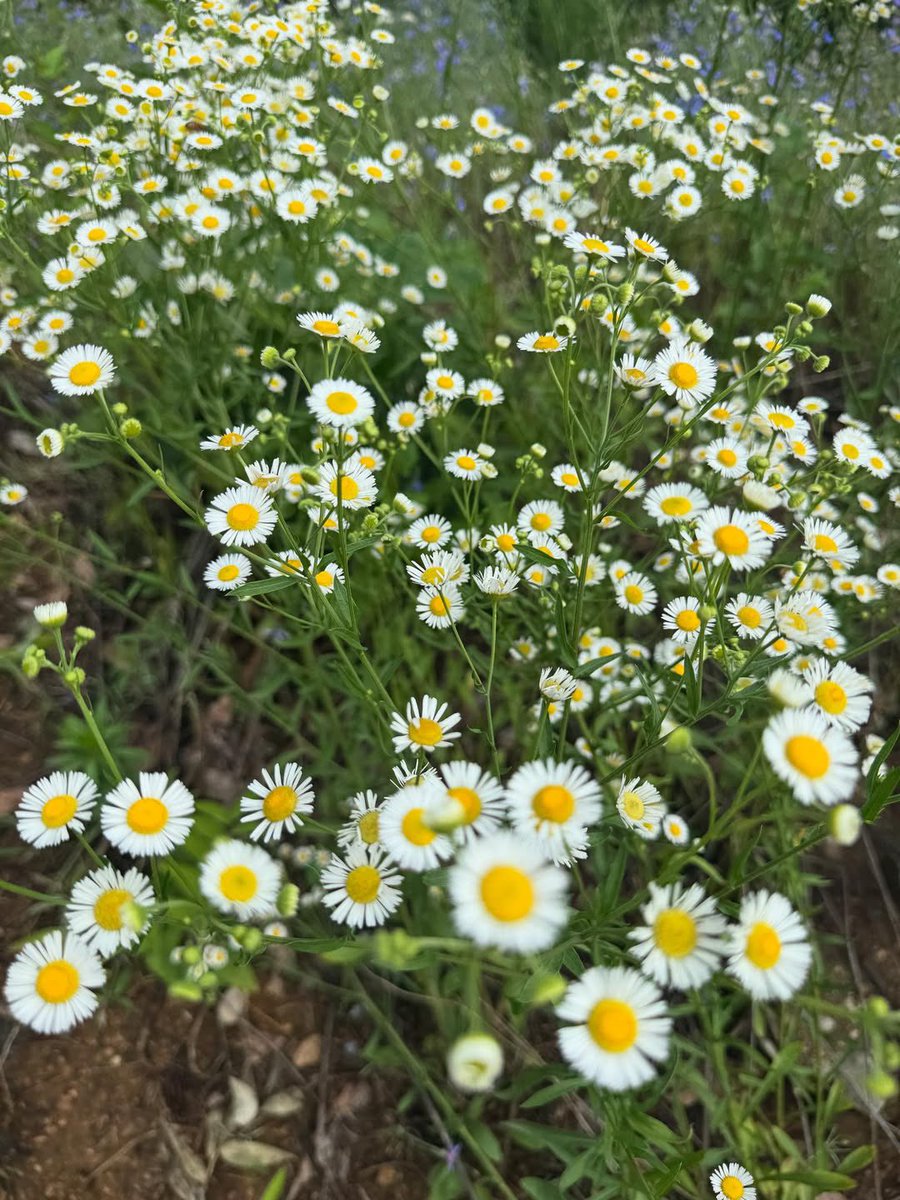 hjszones's tweet photo. he must’ve love daisies a lot 🥹🌼 https://t.co/RtctJkQasF