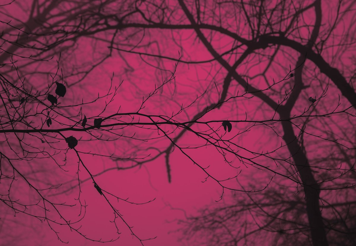 A shade of pink I can’t stop thinking about