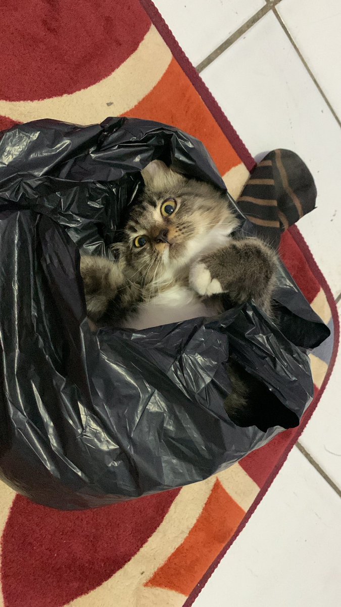 arceliurie's tweet photo. Mau open addopt kucing mixdom betina, aku gak bisa rawatnya.. takut ga keurus karena kerja. Dom bogor, kalo kalian berminat langsung dm aku aja yaa🫶🏻 https://t.co/DZg2rMajft