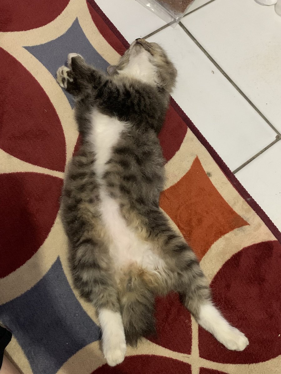 arceliurie's tweet photo. Mau open addopt kucing mixdom betina, aku gak bisa rawatnya.. takut ga keurus karena kerja. Dom bogor, kalo kalian berminat langsung dm aku aja yaa🫶🏻 https://t.co/DZg2rMajft