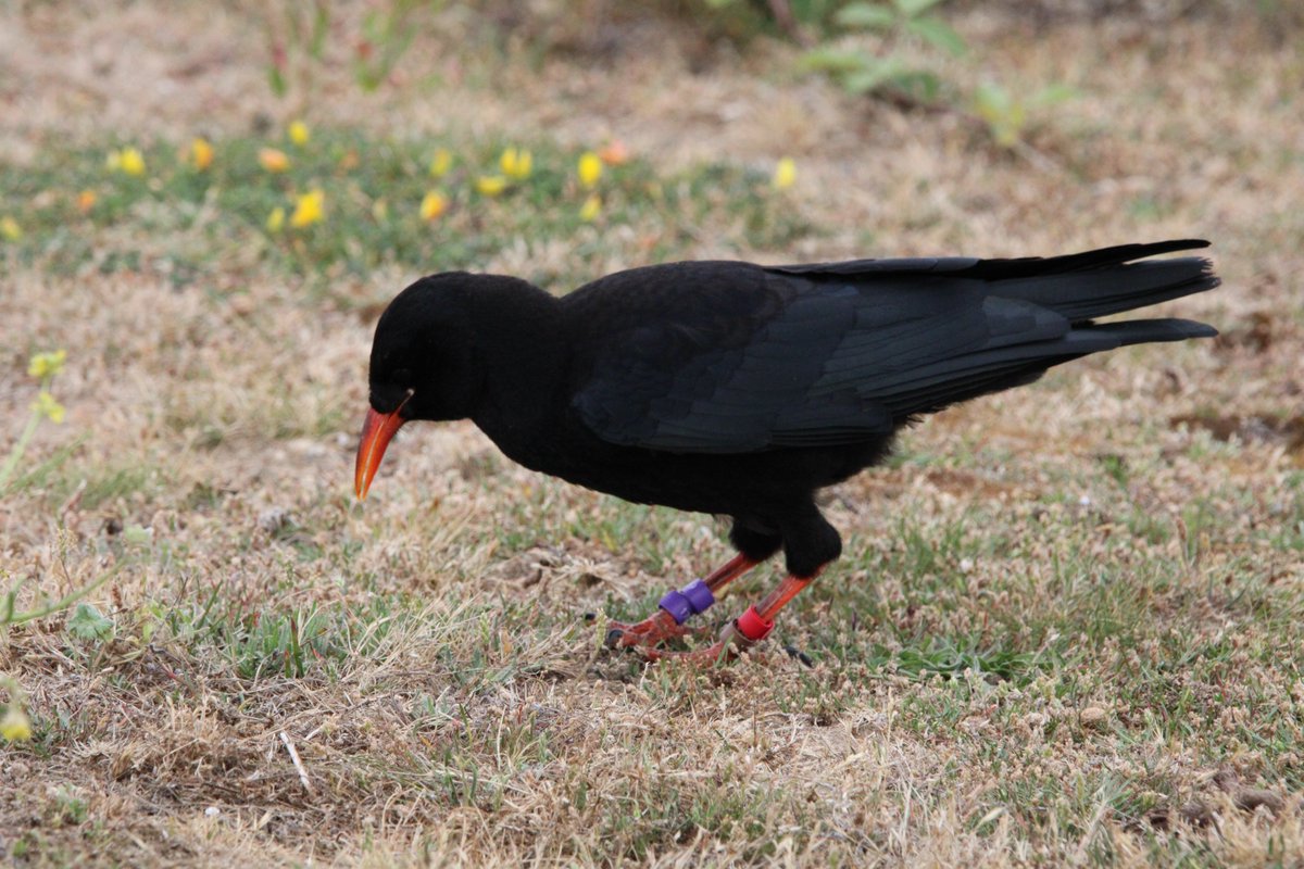 JonHaleBio's tweet image. We got our @MerlinBirdID #BirdoftheDay today, we were pretty chuffed.
