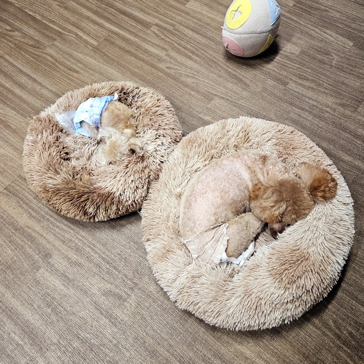 hogocafe_tachi's tweet photo. トイプードルちゃんには色んなカットがありますよね🐩

お顔スッキリにカットをしているふたりです😆✨️

寝方までそっくりだったのでそっと近付き写真を撮っちゃいました🤭💓

カナもヤマトも里親様を募集中です🙌 https://t.co/CZ7mYEvIMg