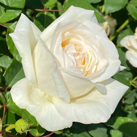 Şu nükteyi biliyorsan, işi biliyorsun demektir: Neyi arıyorsan O’sun sen. Hz. Mevlâna