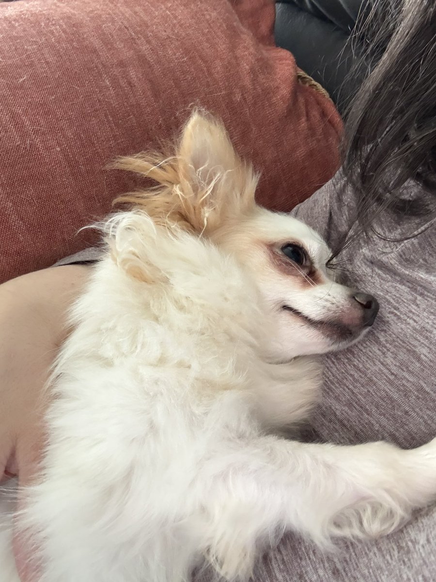 I’m stealing my partners dog