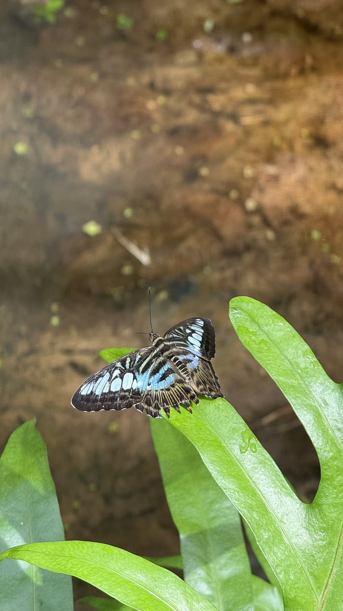 🦋