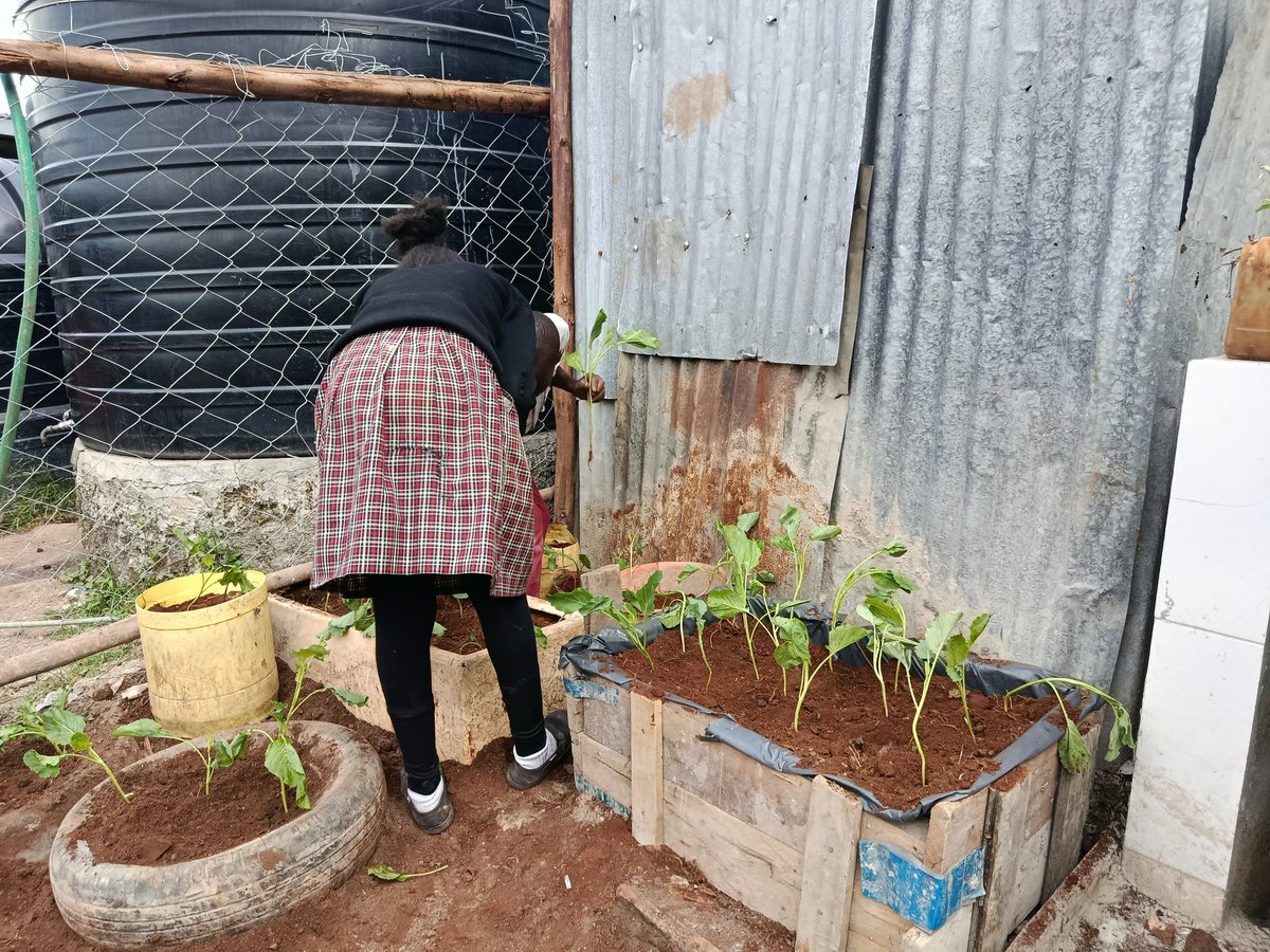 ShakurNjeru1's tweet image. We鈥檝e established a vibrant school garden at Hope Gateway School in the heart of the Mukuru slums empowering children to be part of the food systems at a young age. From learning to grow their own food to understanding climate action and environmental care,
@aphrc