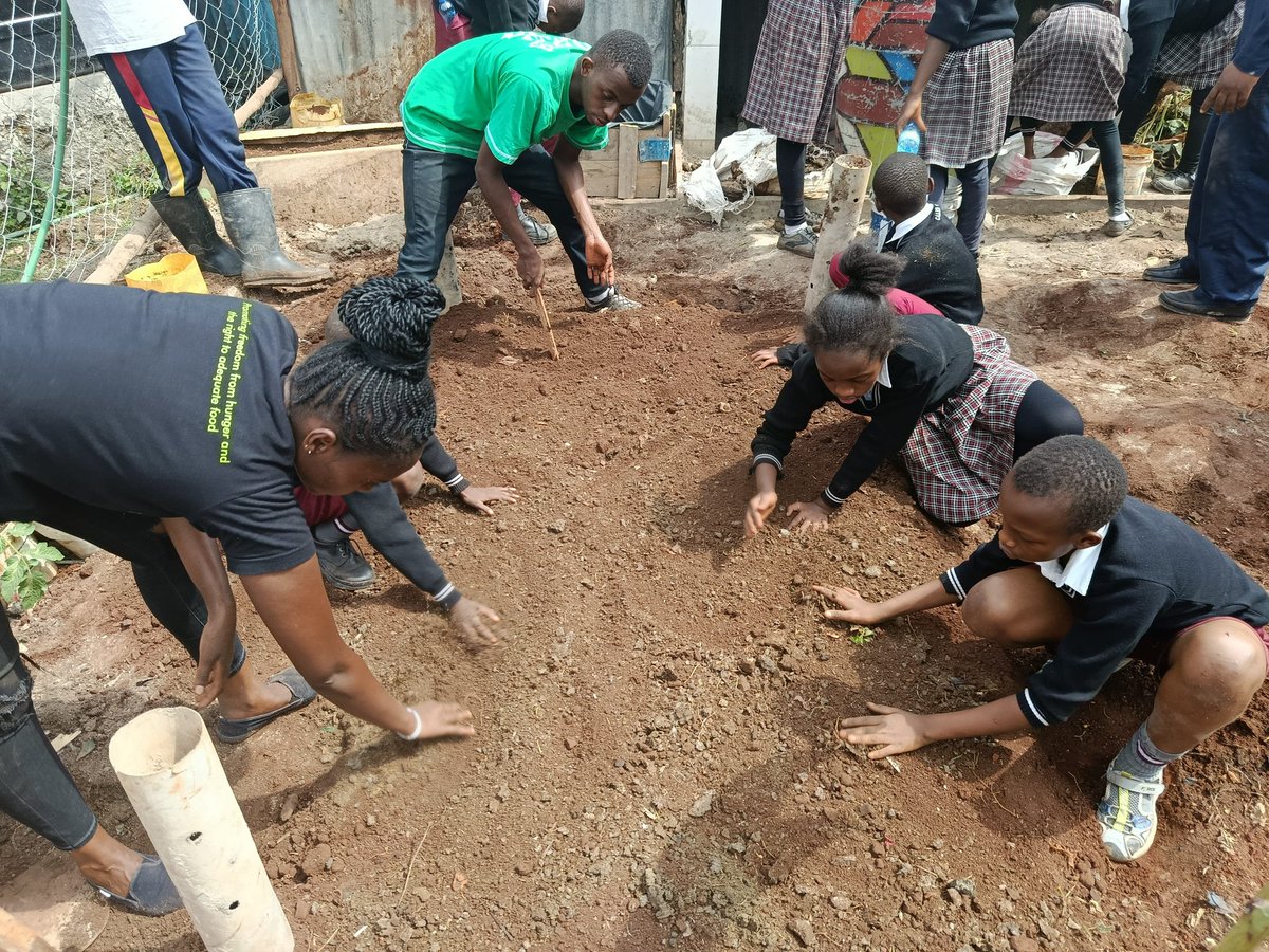 ShakurNjeru1's tweet image. We鈥檝e established a vibrant school garden at Hope Gateway School in the heart of the Mukuru slums empowering children to be part of the food systems at a young age. From learning to grow their own food to understanding climate action and environmental care,
@aphrc