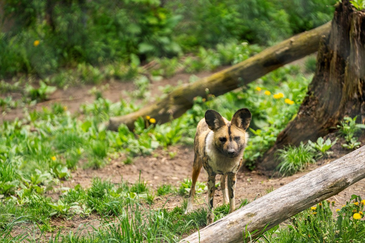 Join us in supporting the well-being of over 200 incredible animals at the Utica Zoo through our Animal Adoption program! 🦓🦒

Ready to make a difference? 🦁🦎Here's how: uticazoo.org/adopt/

#UticaZoo #AnimalAdoption #WildlifeCare #SupportTheZoo