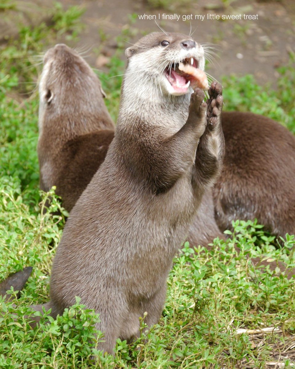 Endangered Species Chocolate tweet media