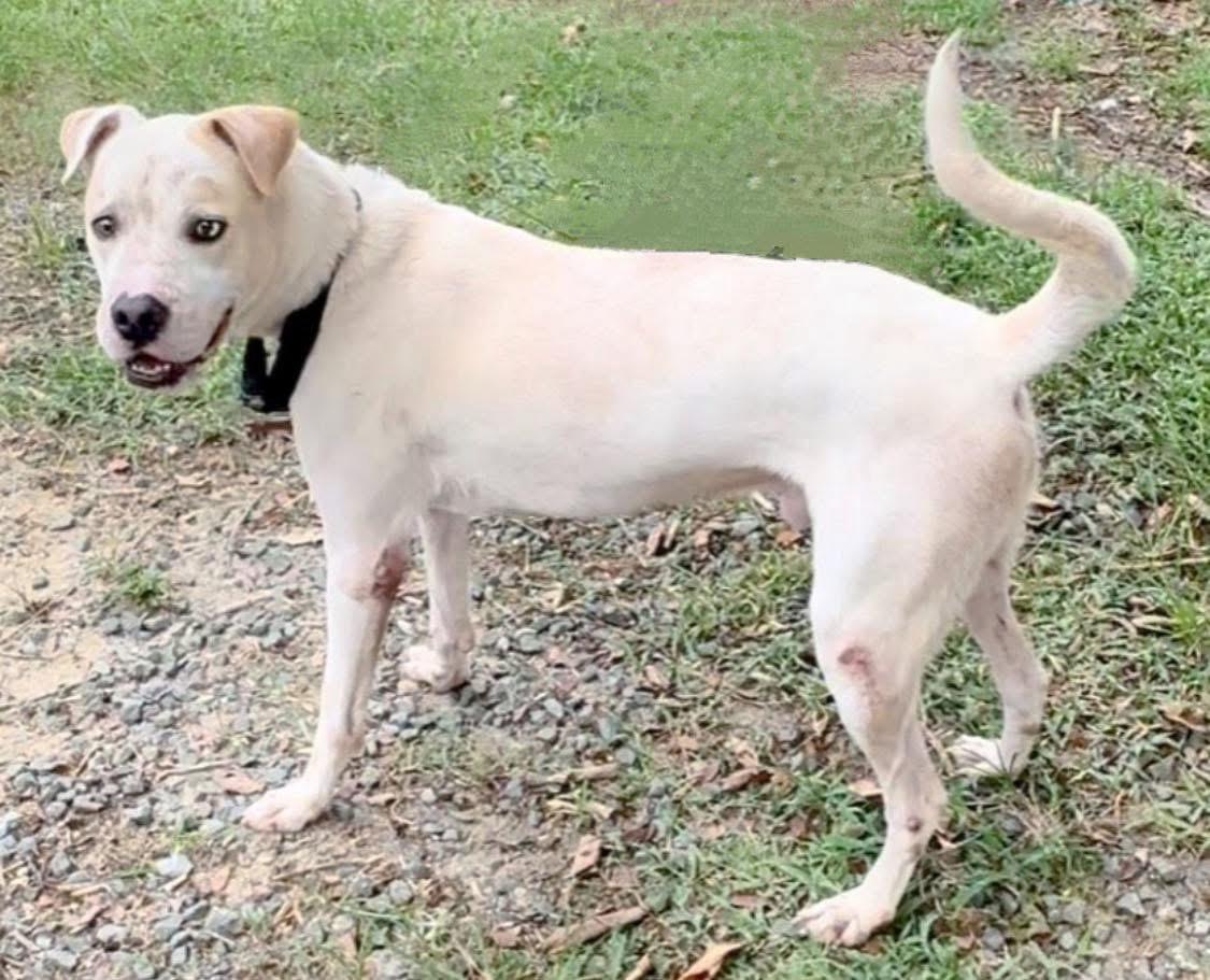 SatoDogs's tweet photo. Handsome SINBAD! Foster or Adopt. https://t.co/sJaRFvDoB6