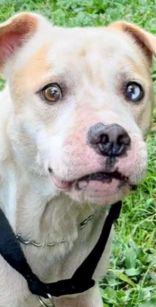 SatoDogs's tweet photo. This sweet guy wants you to love him. https://t.co/9ExU1nLeGu