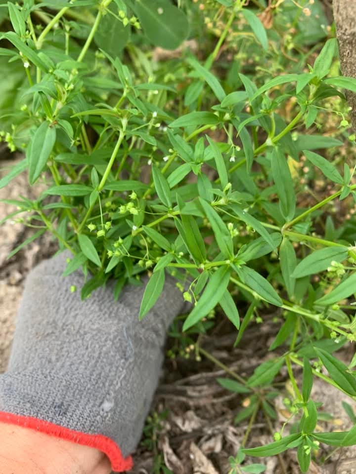 DecorHtd's tweet photo. **Bittercress (Glinus oppositifolius)** is a tropical herbaceous plant with bitter leaves, rich in saponins, flavonoids, and vitamin C. Traditionally used in Vietnamese cuisine and folk medicine, it aids digestion, detoxifies, and reduces inflammation. https://t.co/xvC8ev13XR