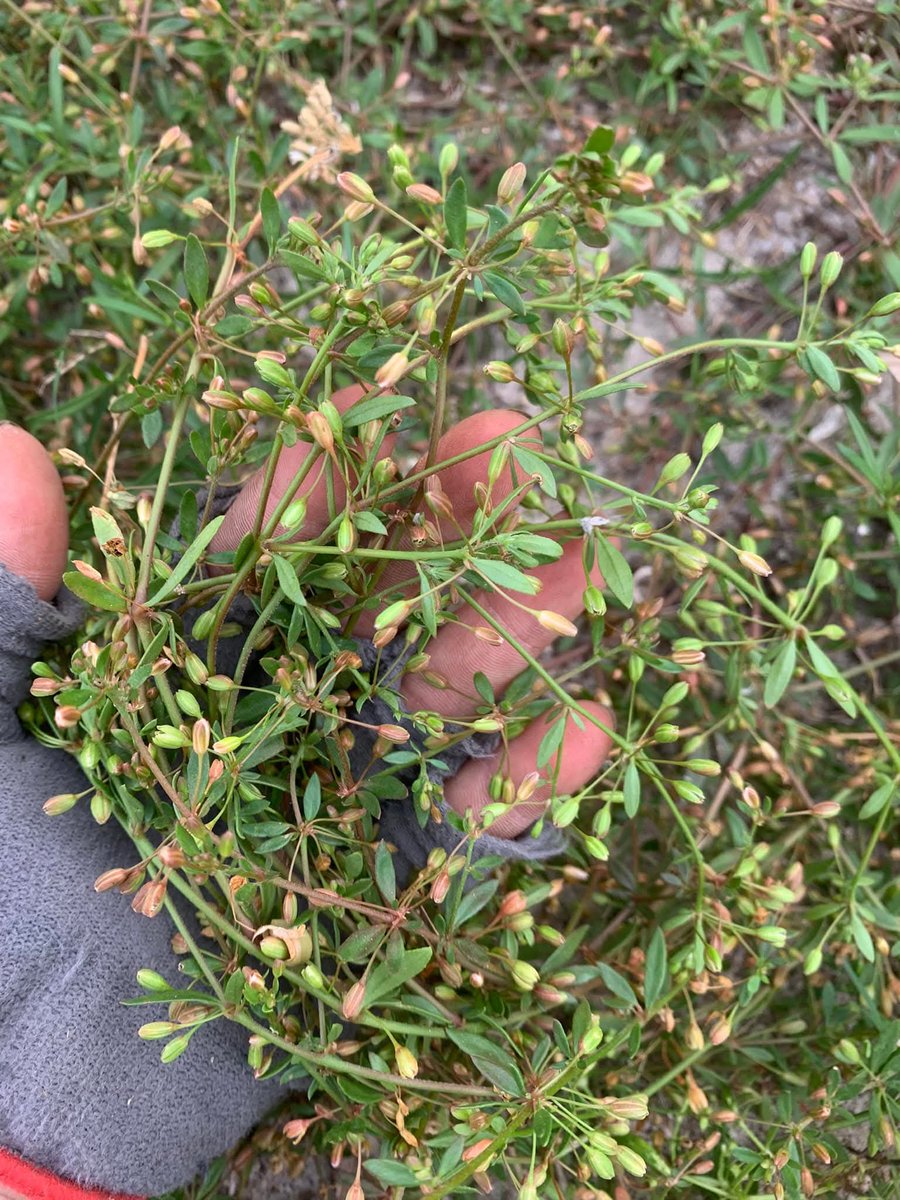 DecorHtd's tweet photo. **Bittercress (Glinus oppositifolius)** is a tropical herbaceous plant with bitter leaves, rich in saponins, flavonoids, and vitamin C. Traditionally used in Vietnamese cuisine and folk medicine, it aids digestion, detoxifies, and reduces inflammation. https://t.co/xvC8ev13XR