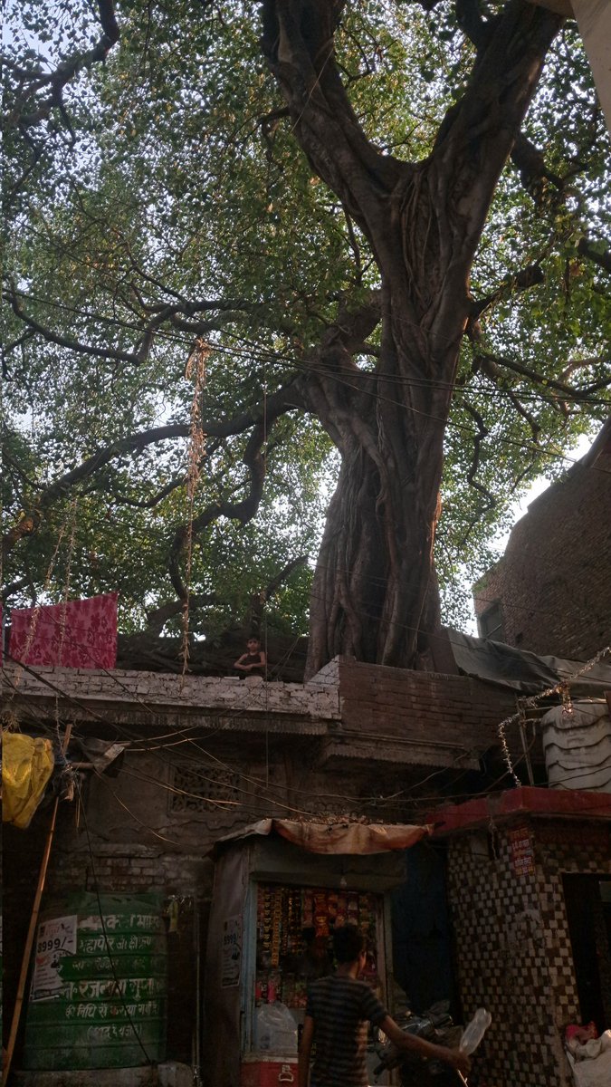 RaShhika_'s tweet photo. And here Irshad Kamil's lyrics were proved wrong.
जुगनी रुख पीपल दा होई
जिस नु पूजेता हर कोई,
जिसदी फ़सल किसे ना बोयी
घर वि रख सके ना कोई।
लोगों को किसी की सीमा तय करने में वक़्त नहीं लगता,
फ़िर चाहे वो पेड़ हो, लड़की हो, लड़का हो।
#समाज #societyproblem https://t.co/2wbiDyD3gP