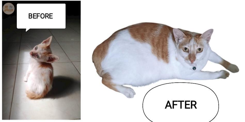 KochengFess v2 tweet media