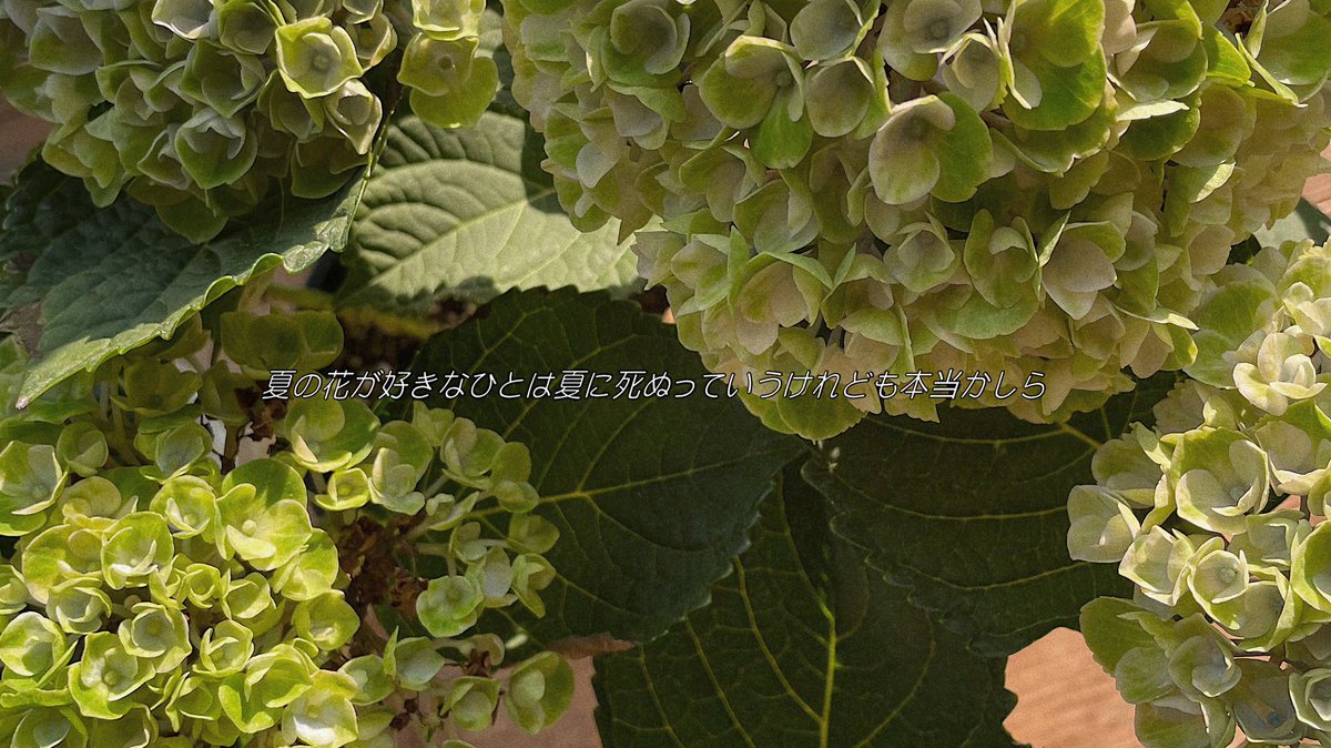 『斜陽』の一文を思い出した