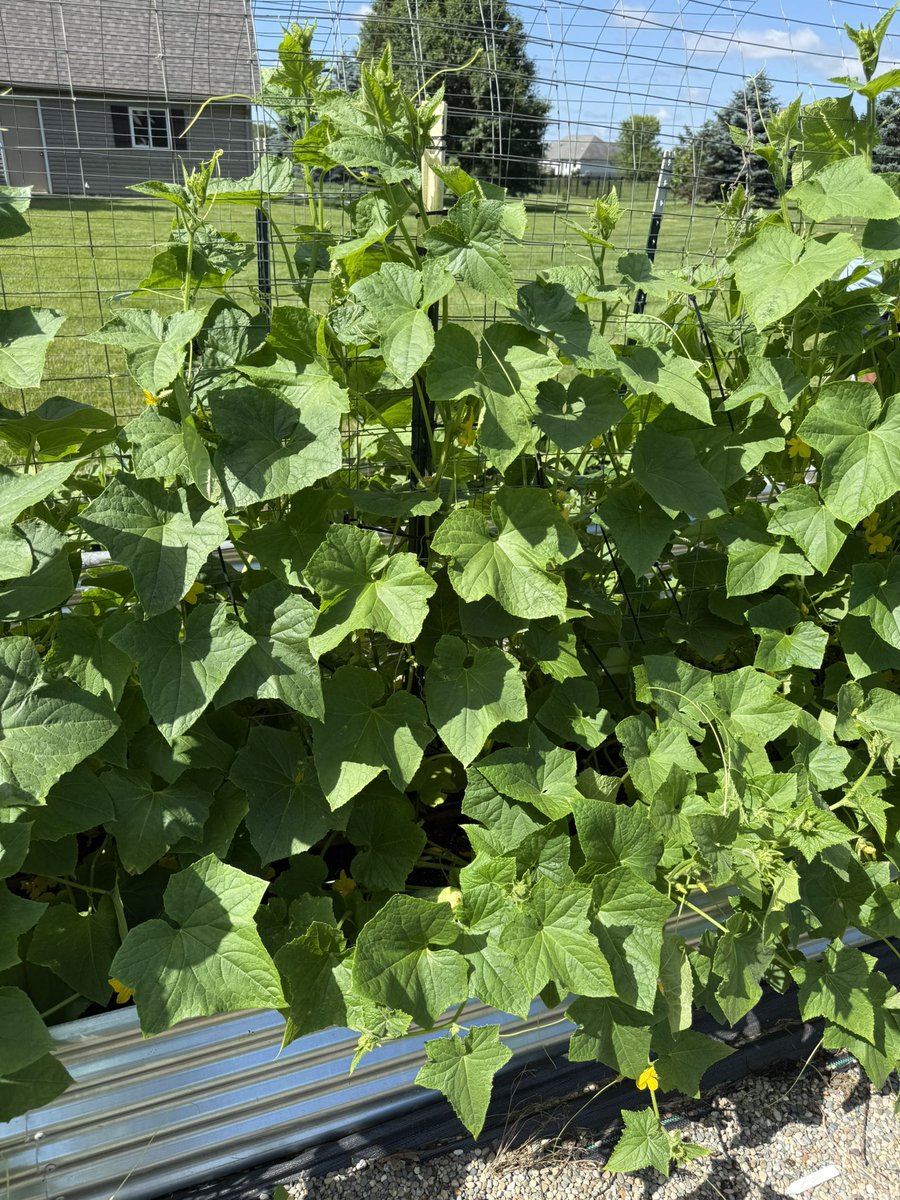 HabaneroHarman's tweet image. Good morning! May your Sunday be as happy as these cucumber plants 🔥🌶️💯 #HarmanFarms